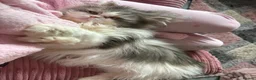 Persian cats for sale: Persian kittens  - Advert 4