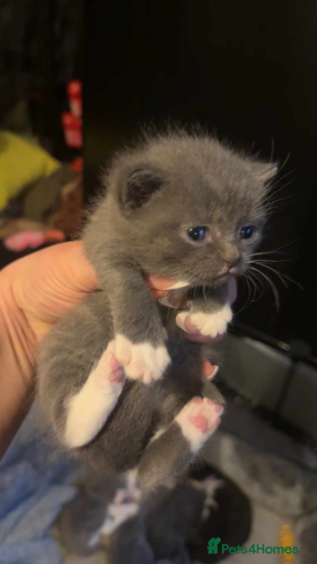 Mixed Breed cats for sale: British shorthair cross ragdoll kittens  - Advert 2