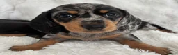 Miniature Dachshund dogs for sale: Miniature Dacshund’s  - Advert 33