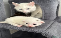 Turkish Angora cats for sale: 4 Beautiful Turkish Angora Mix Kittens - Image 5