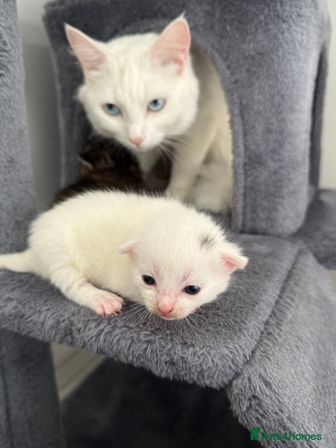 Turkish Angora cats for sale: 4 Beautiful Turkish Angora Mix Kittens - Image 5