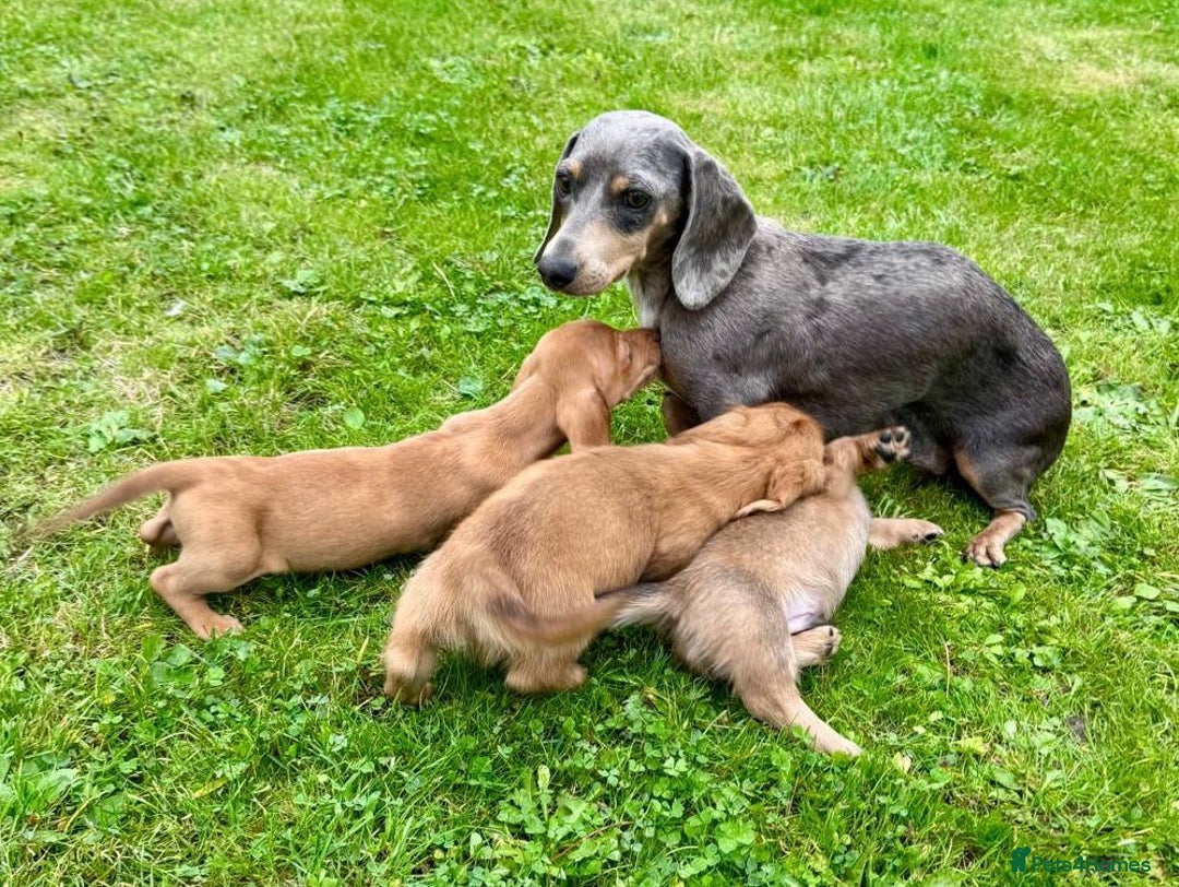 Miniature Dachshund dogs for sale: Red long haired shaded red  - Image 19