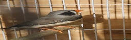 Finches birds for sale: Goldfinches, Bengalese finches & Zebra Finches - Advert 24