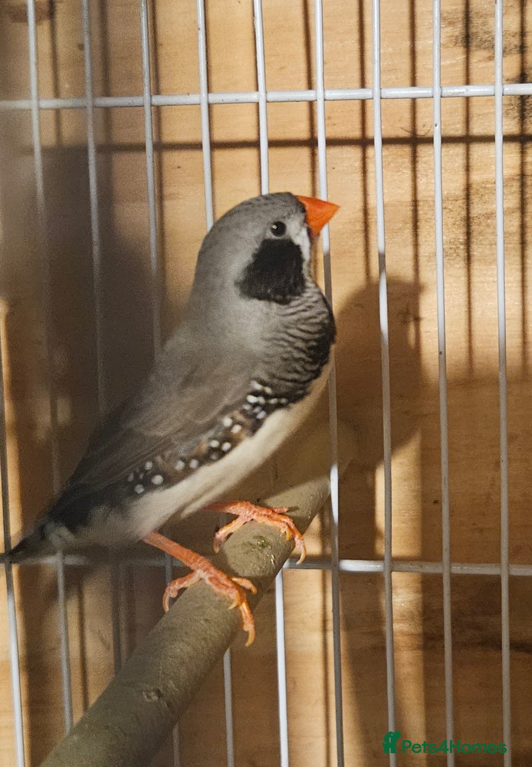 Finches birds for sale: Goldfinches, Bengalese finches & Zebra Finches - Advert 24