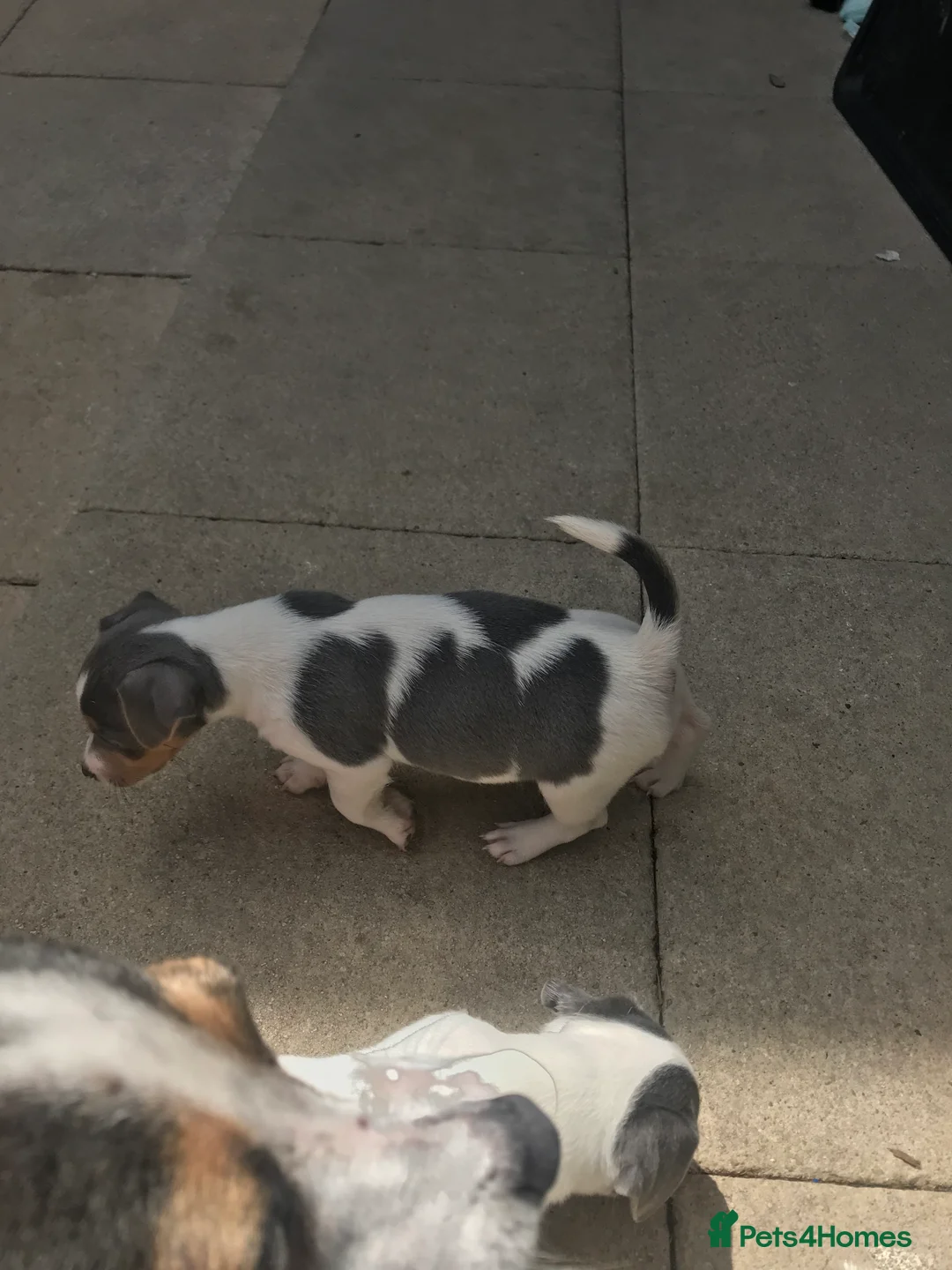 Jack Russell dogs for stud: Blue tri carrying chocolate miniature Jack Russell in Bradford - Advert 21