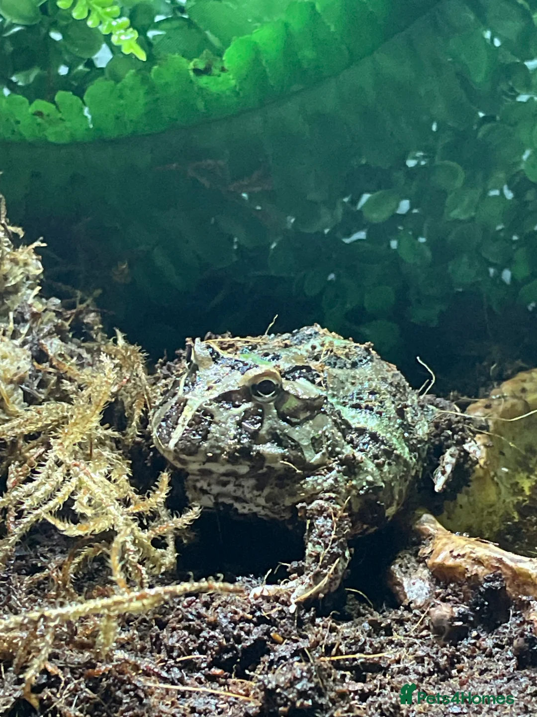 Frog reptiles for sale: Packman Frog  - Advert 7