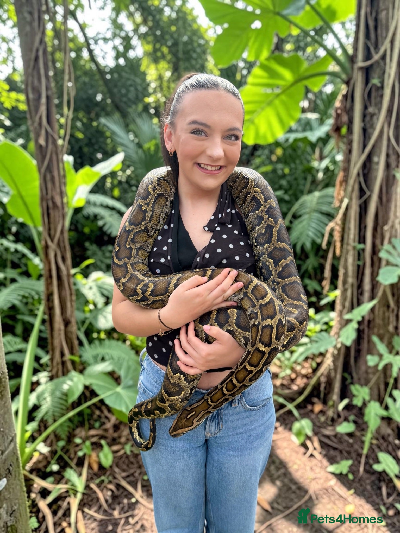 Python Snake reptiles Python (large) - Advert 2