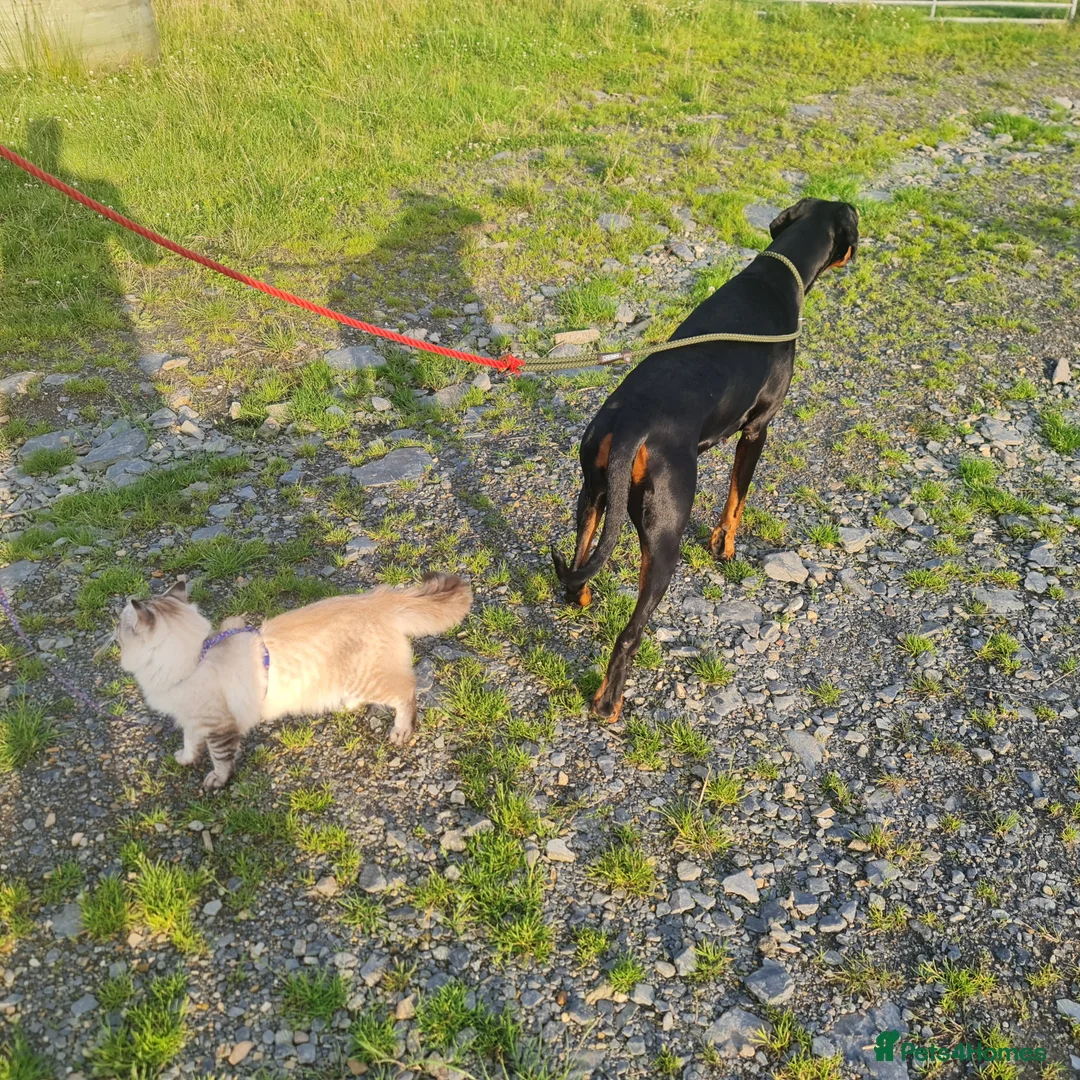 Bengal cats for sale: Guaranteed to be Cuddly *ready now*  - Advert 25