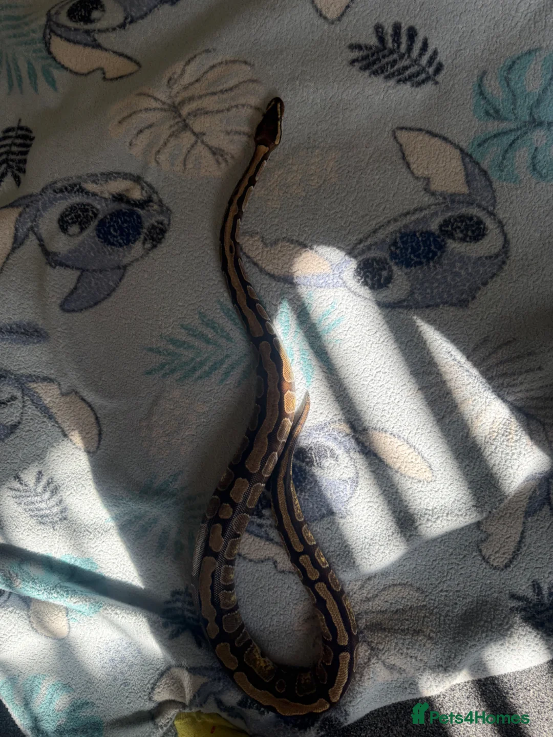 Mixed Breed reptiles for sale: Ball python - Advert 2