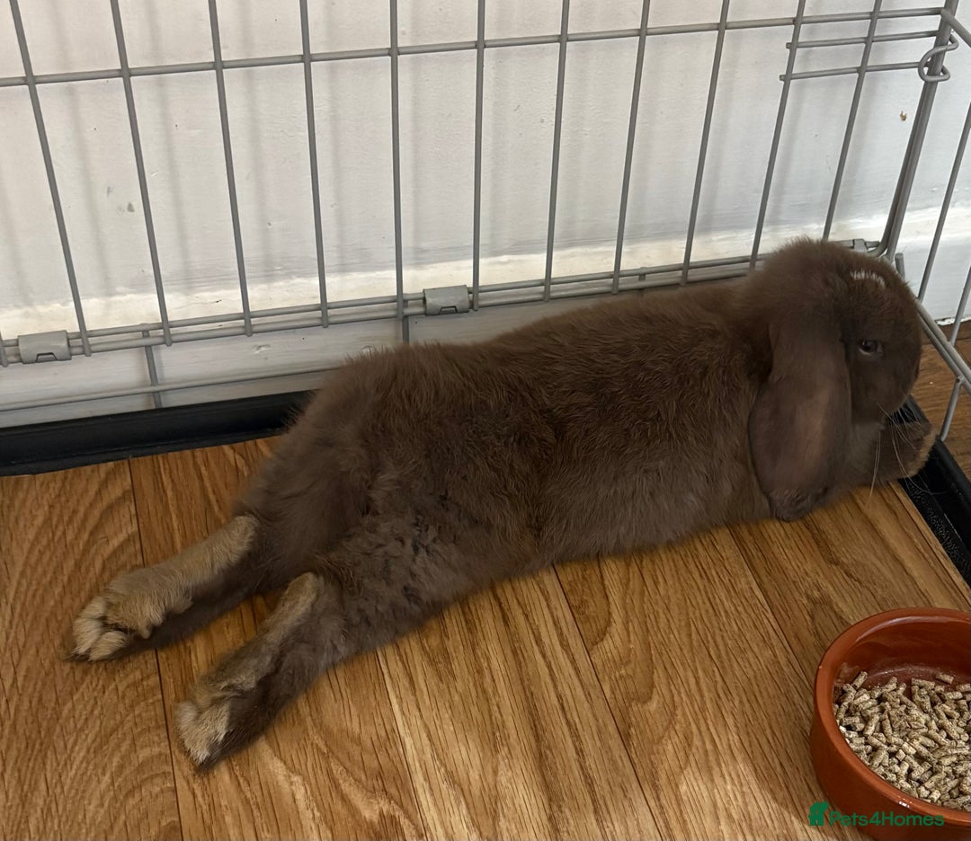 Mini Lop rabbits for sale: Chocolate brown mini lop bunny - Image 2