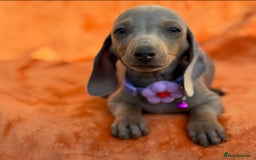 Miniature Dachshund dogs for sale: KC Reg Miniature Dachshund Puppies  - Image 9