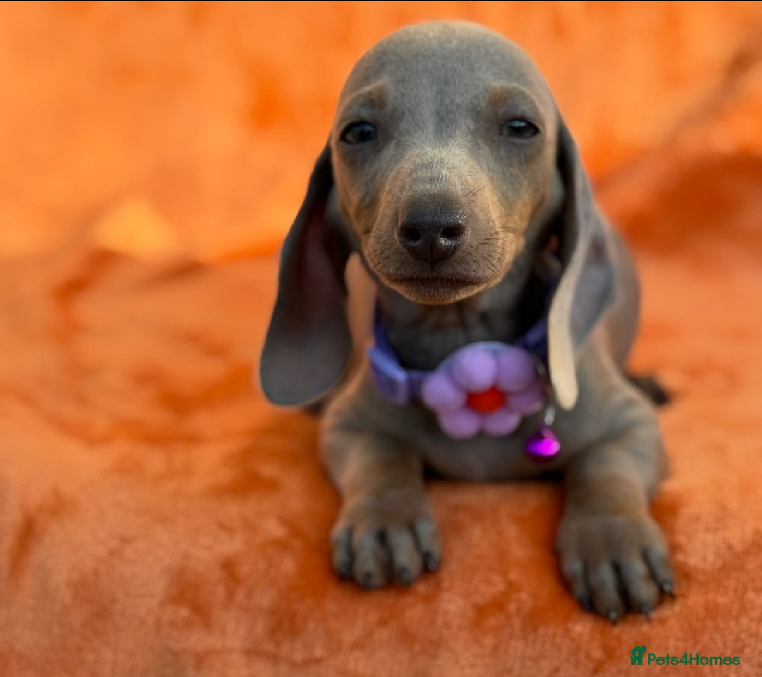 Miniature Dachshund dogs for sale: KC Reg Miniature Dachshund Puppies  - Image 9