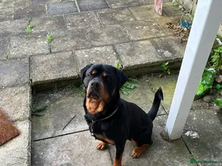 Rottweiler dogs Rottweiler For stud - Advert 4