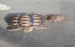 Tortoise reptiles for sale: Sulcata Tortoise  - Image 2