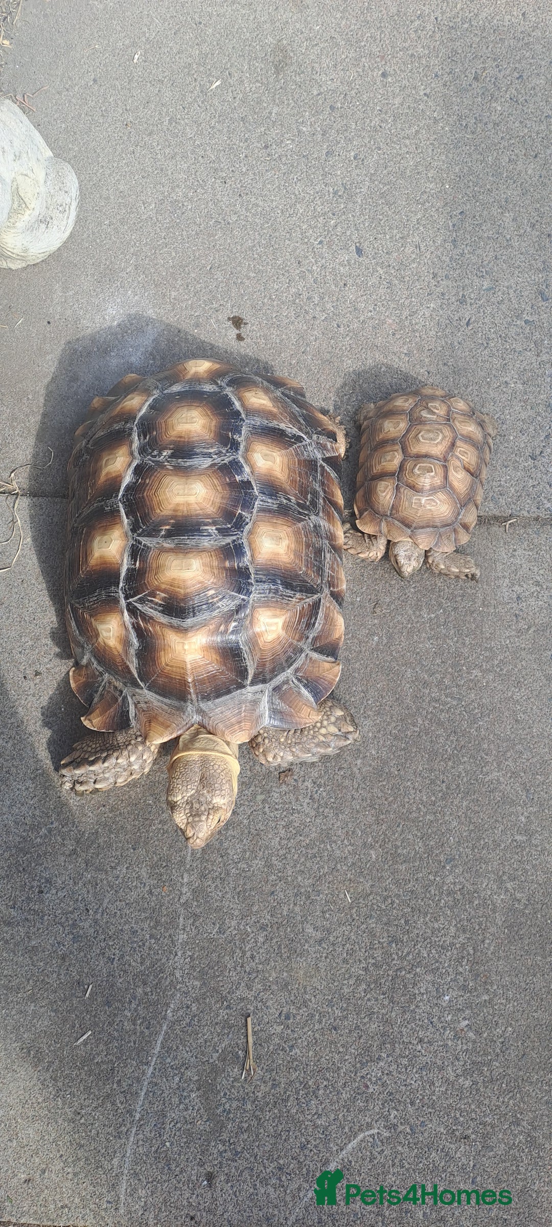 Tortoise reptiles for sale: Sulcata Tortoise  - Image 2