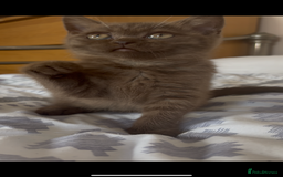 British Shorthair cats for sale: Cinnamon bsh girl  - Image 1