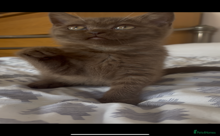 British Shorthair cats - Advert 4