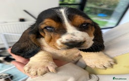 Basset Hound dogs for sale: Beautiful Basset Hound Puppies  - Image 2