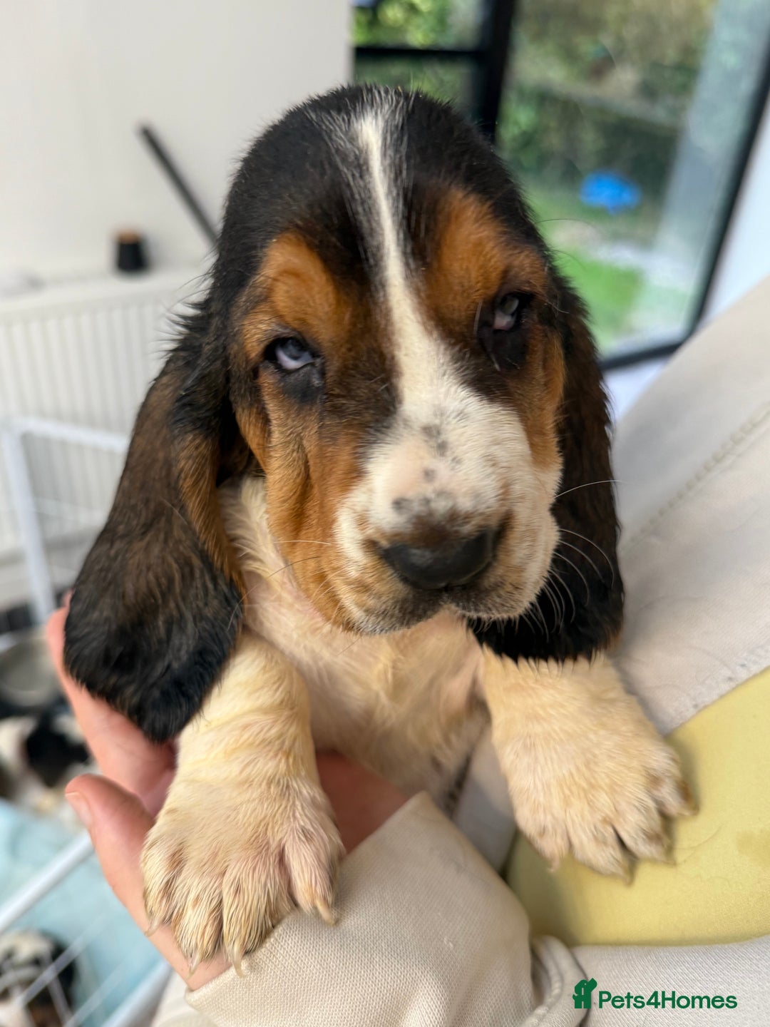 Basset Hound dogs for sale: Beautiful Basset Hound Puppies  - Image 2