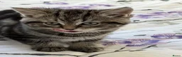 British Shorthair cats for sale: British short hair  - Advert 11