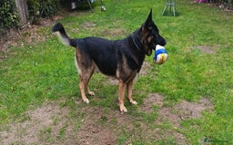 German Shepherd dogs for stud: German Shepherd boy for stud - Image 7