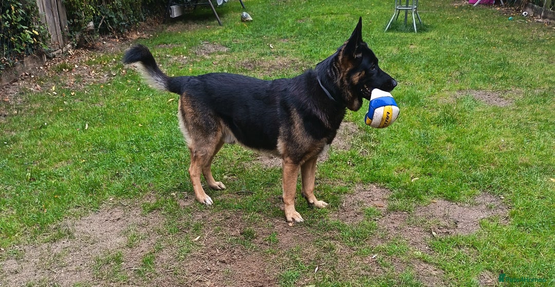 German Shepherd dogs for stud: German Shepherd boy for stud - Image 7