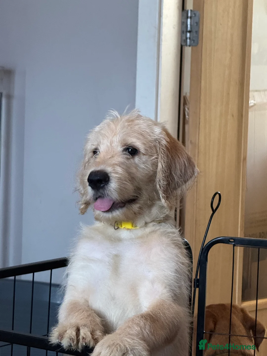Labradoodle dogs for sale: Stunning Labradoodle puppies - Advert 2