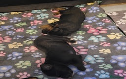 Mixed Breed dogs for sale: Border collie x irish/red setter puppies - Image 17