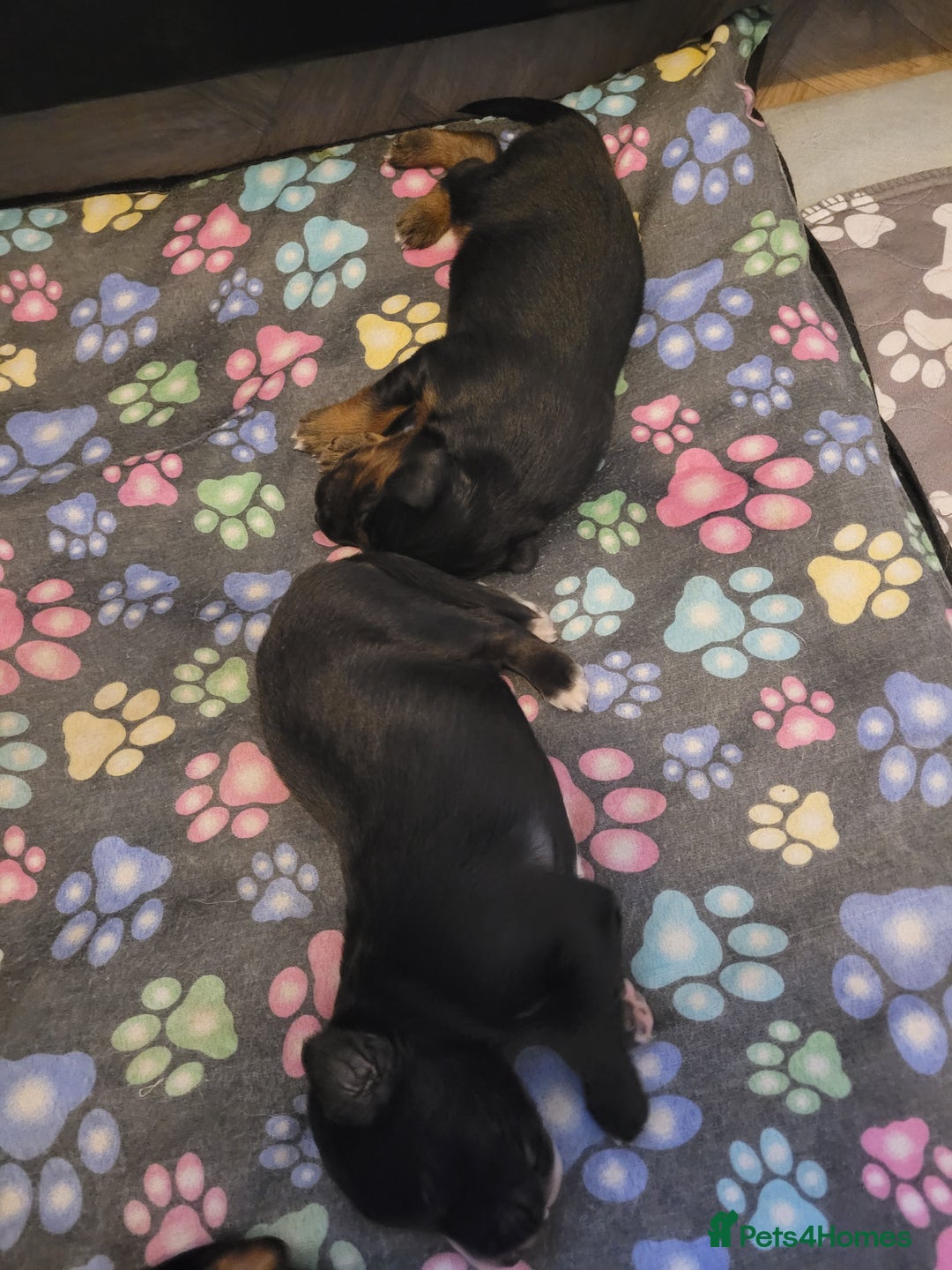 Mixed Breed dogs for sale: Border collie x irish/red setter puppies - Image 17