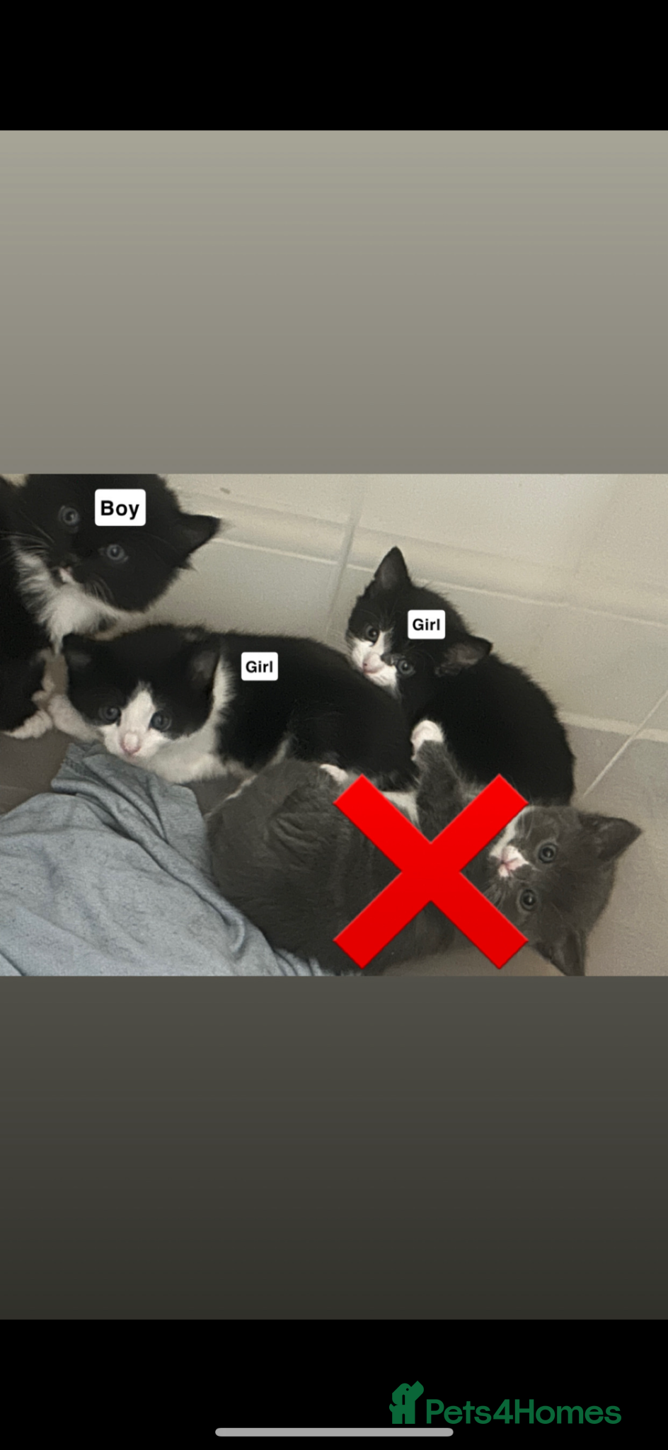 Mixed Breed cats for sale: Kittens 4 sale  - Advert 1