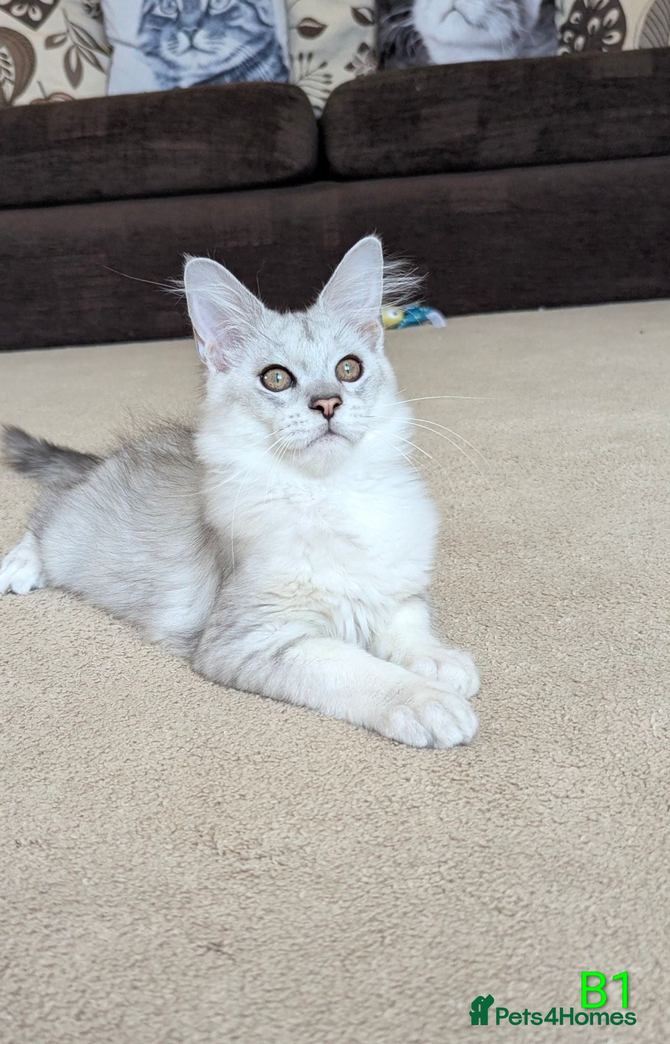 Maine Coon cats Male Maine Coons - Advert 1