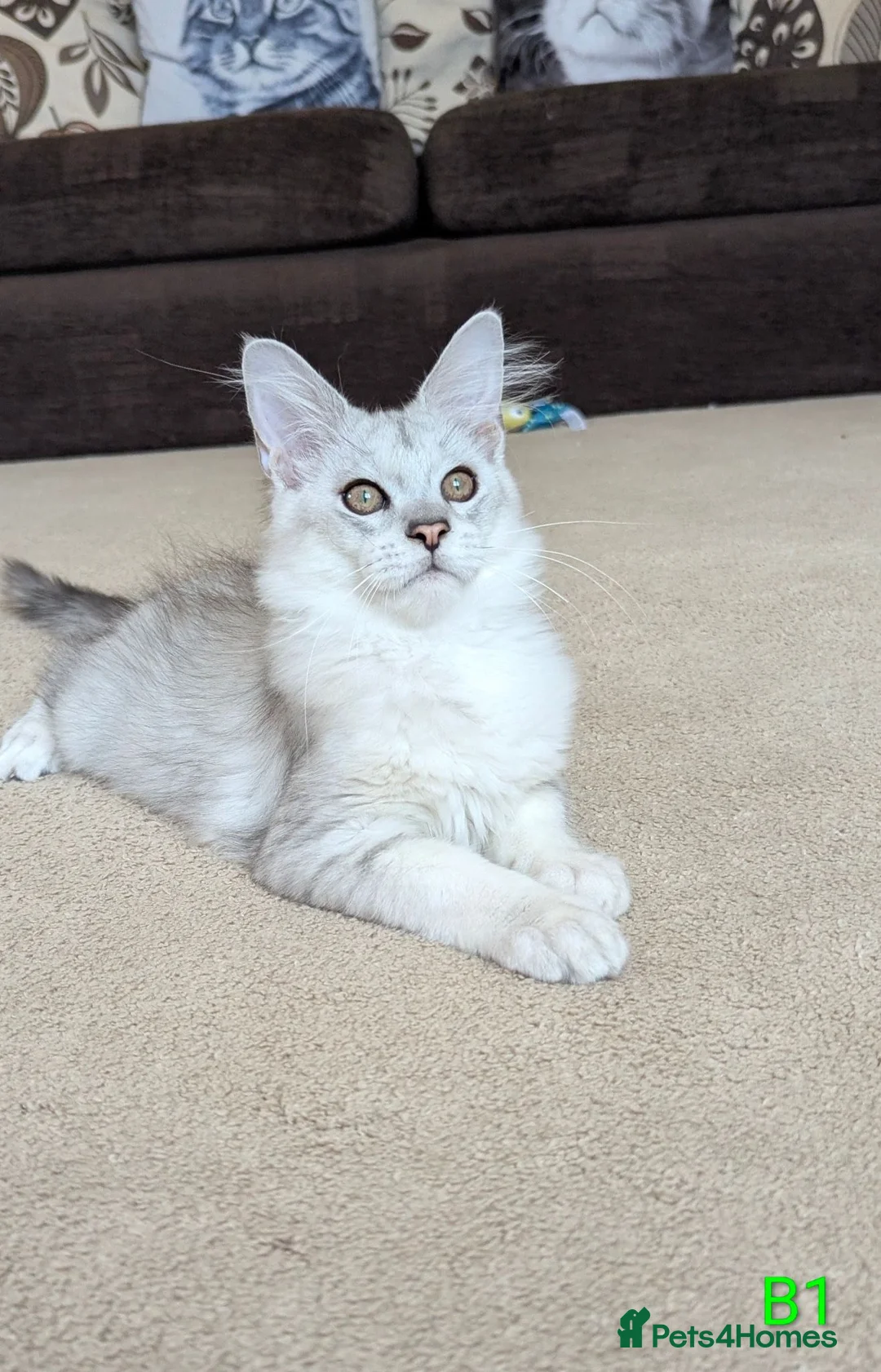 Maine Coon cats for sale: Male Maine Coons - Advert 1