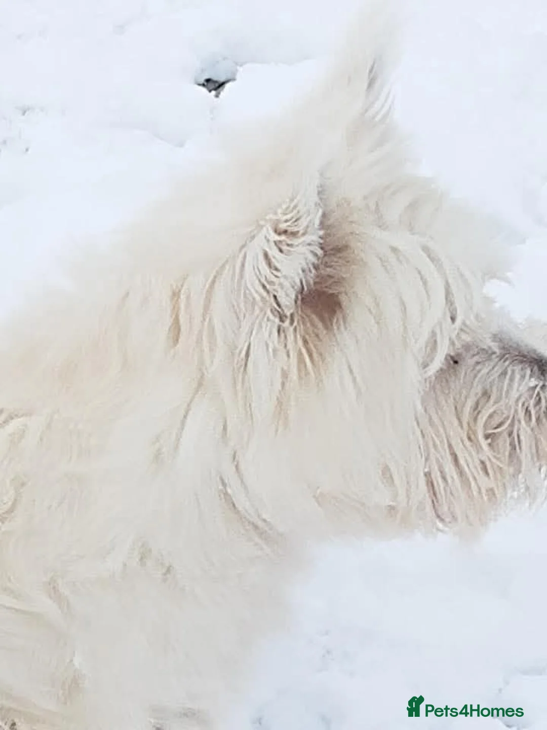 West Highland Terrier dogs for stud: For stud - Advert 2