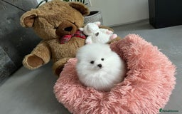 Pomeranian dogs for sale: Beautiful Pomeranian Puppies - Image 11