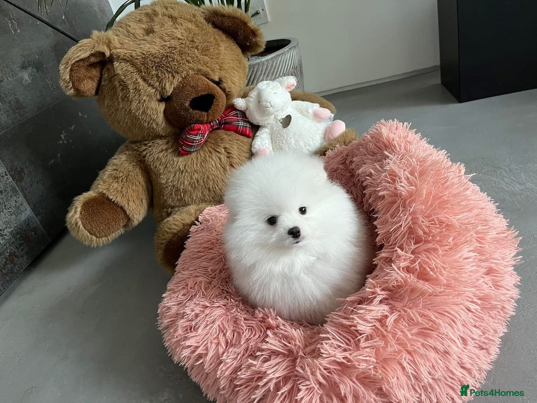 Pomeranian dogs for sale: Beautiful Pomeranian Puppies - Image 11