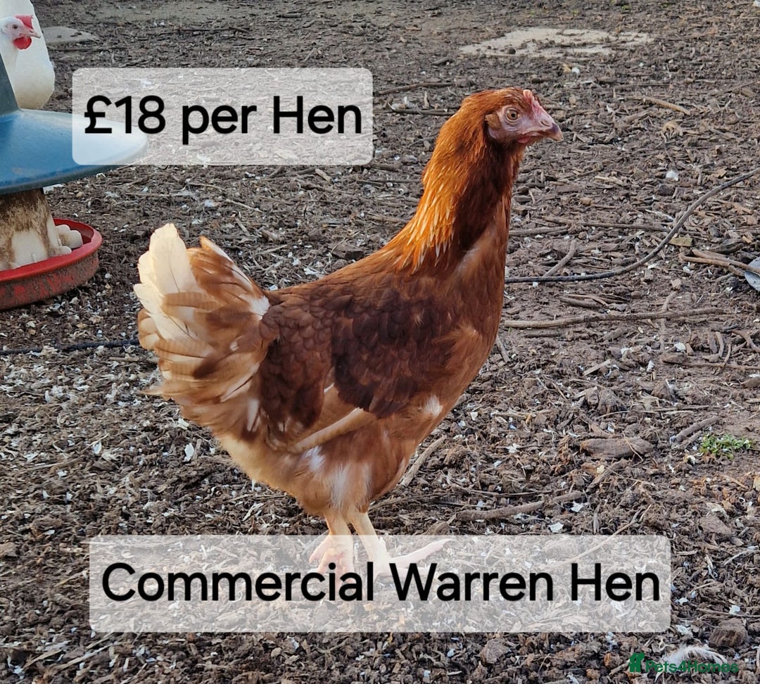 Chickens poultry for sale: Hybrid hens for sale - Image 6
