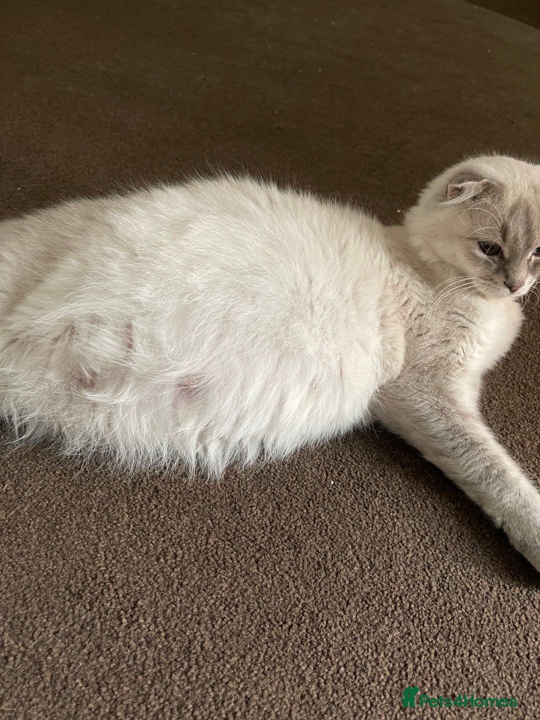 Scottish Fold cats for sale: ✨ STUNNING SCOTTISH FOLD KITTENS ✨ - Advert 9