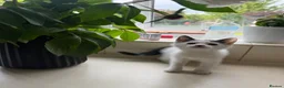 Mixed Breed cats for sale: Four kittens - Advert 12