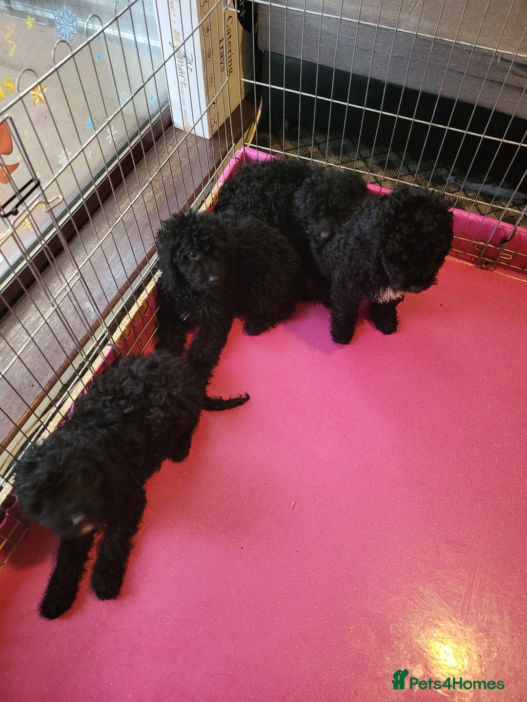 Miniature Poodle dogs for sale: For sale 4 gorgeous girls and 2 boys  - Advert 14