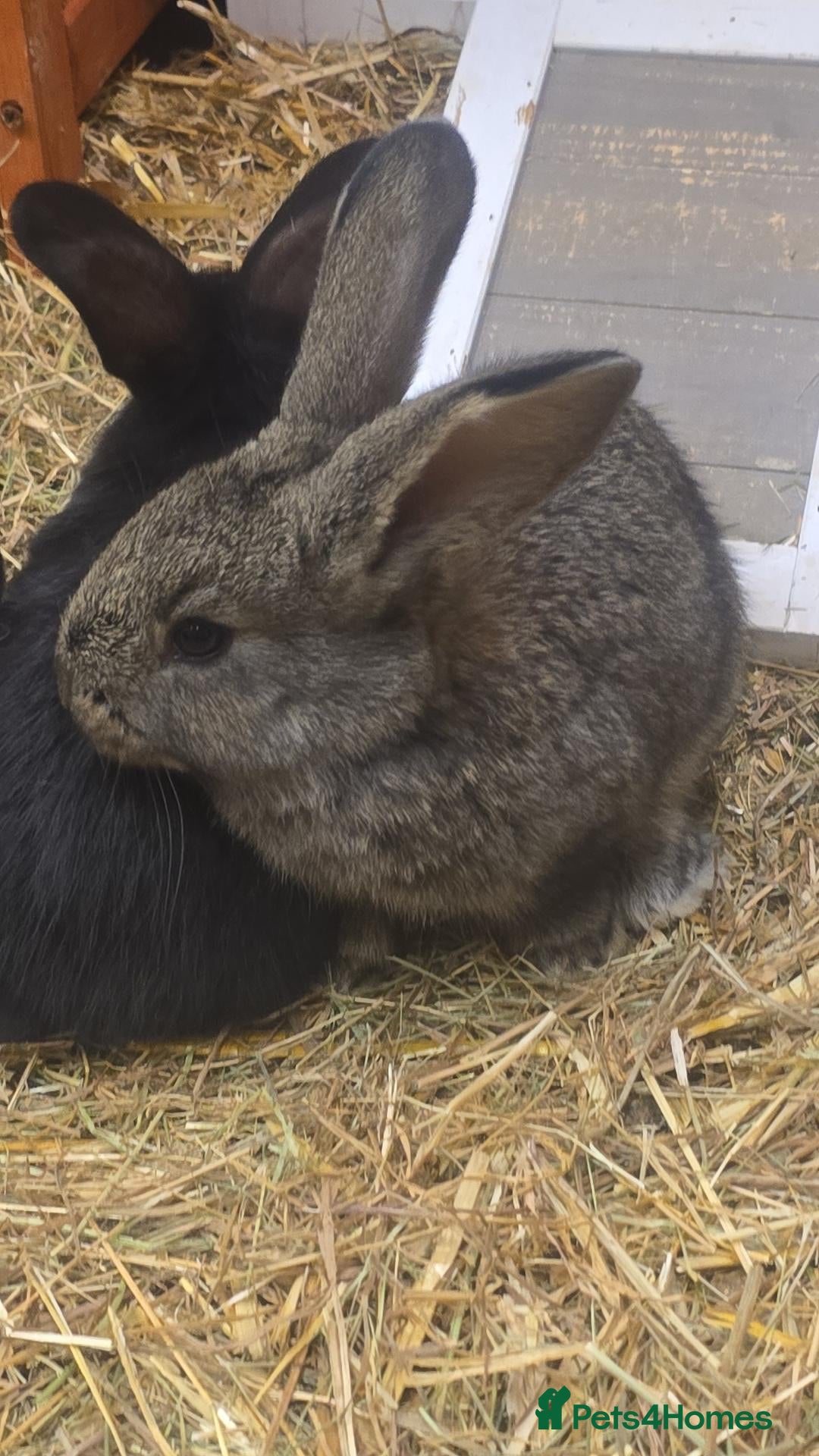 Flemish rabbits Beautiful flemish giants  - Advert 11