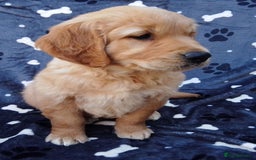 Golden Retriever dogs for sale: Golden retriever puppies extensively health tested - Image 7