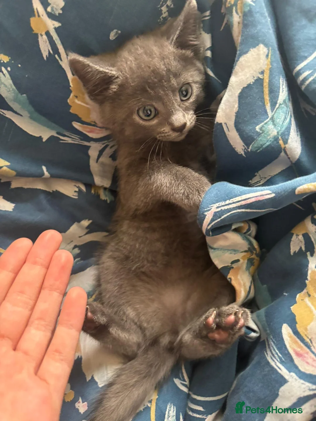 Mixed Breed cats for sale: One girl kitten ready to go to a lovinh home - Advert 1
