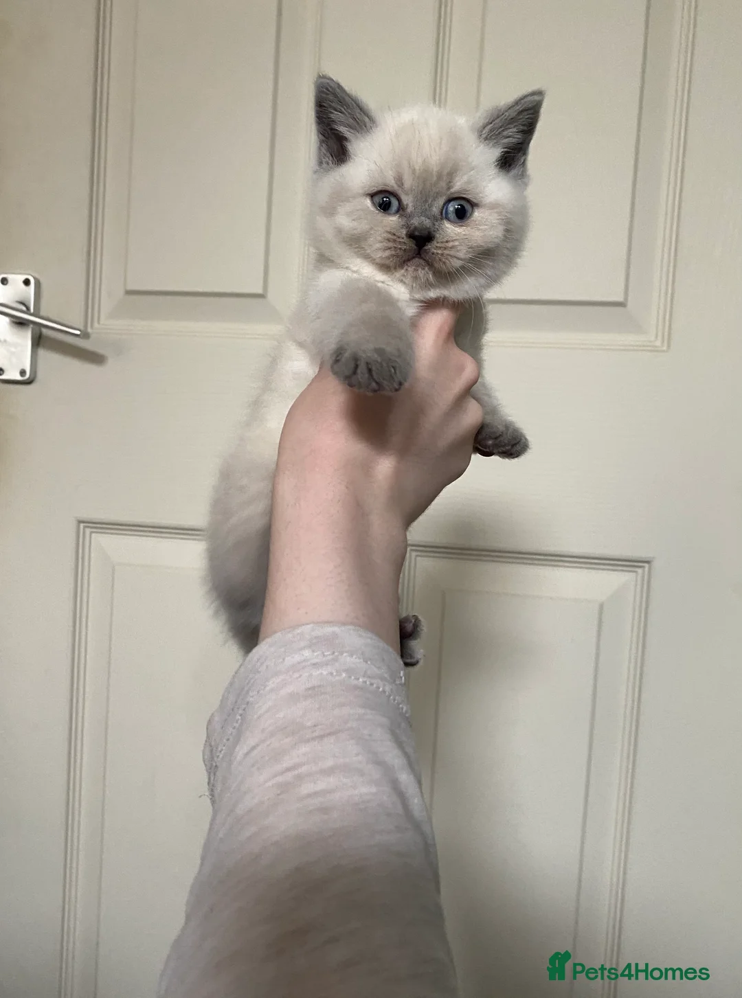 British Shorthair cats for stud: 🐈‍⬛ GIZZY THE STUD 🐈‍⬛ GCCF AND TICA REGISTERED  in Solihull - Advert 12