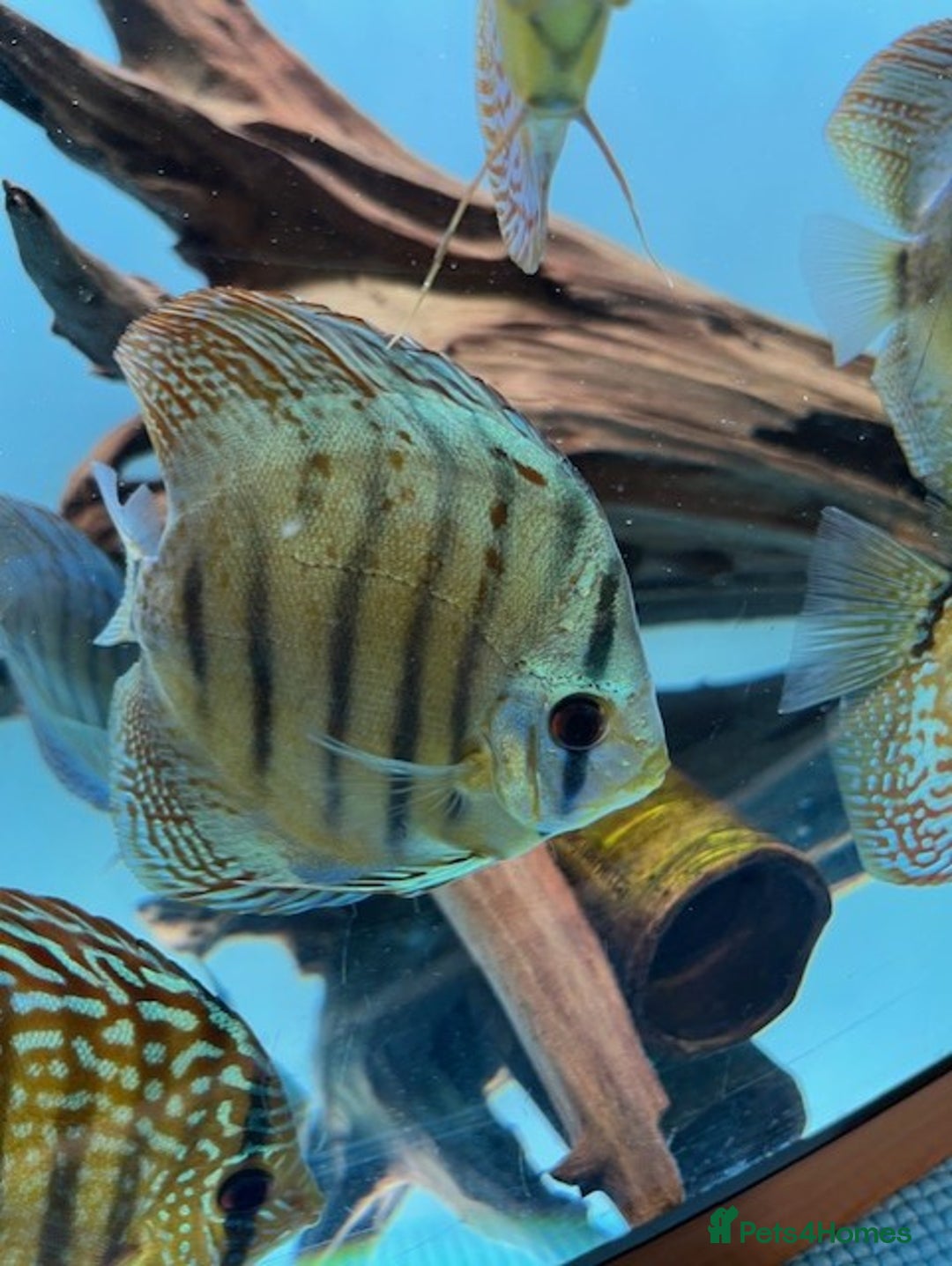 Discus fish for sale: HIGH QUALITY DISCUS £40 EACH  - Advert 17