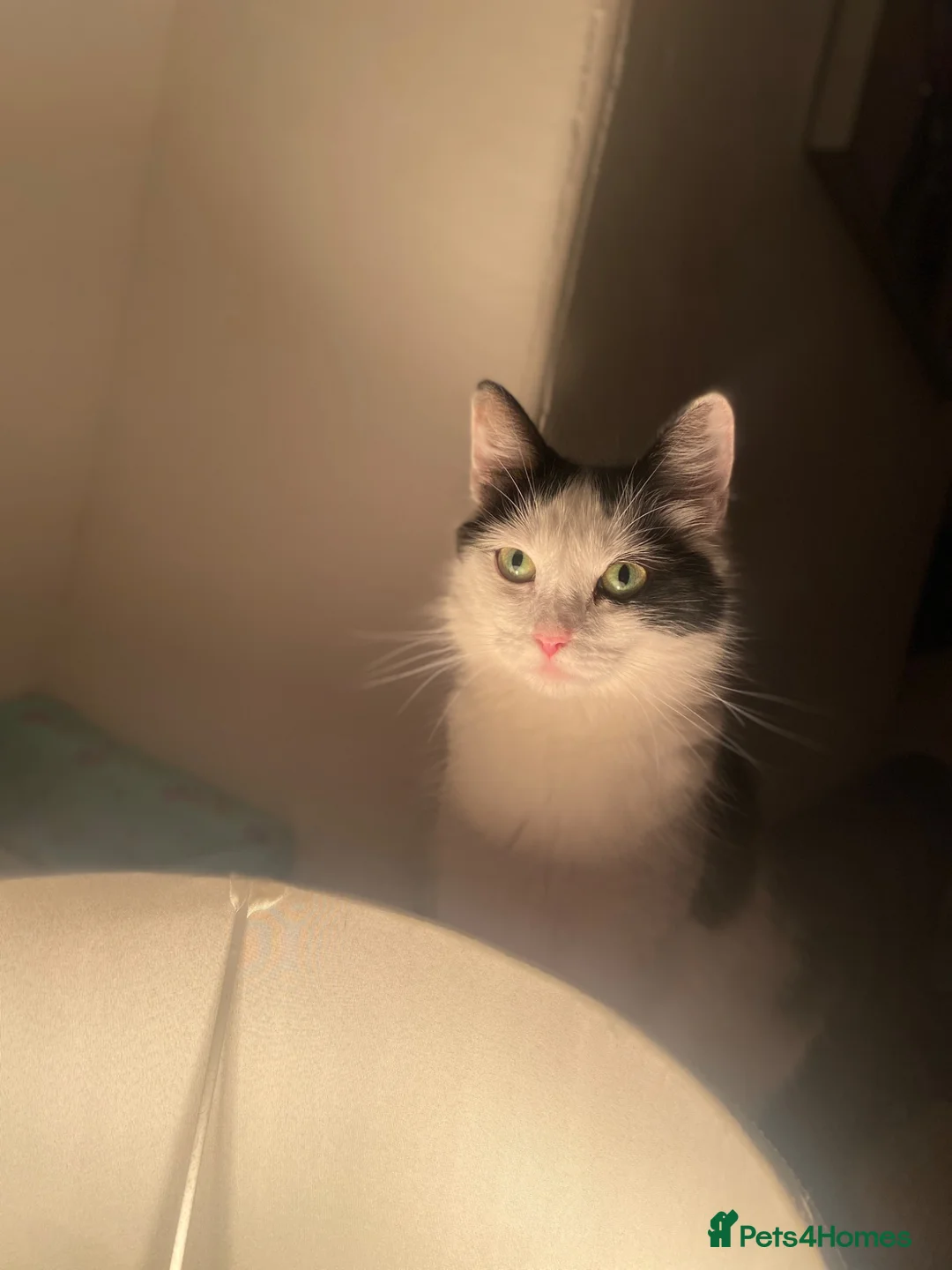 Mixed Breed cats for sale: Fluffy kittens - Advert 2