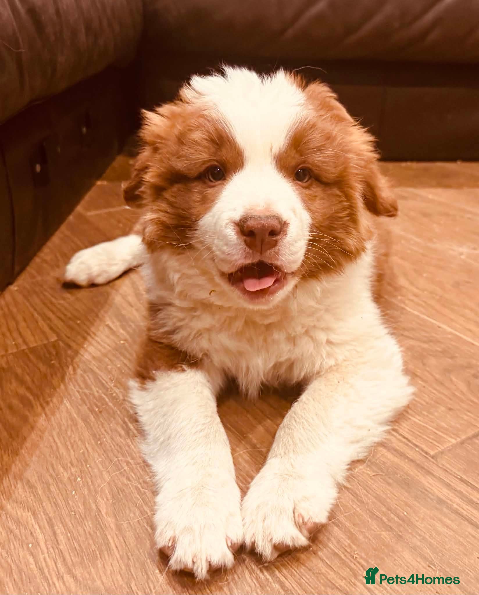 Border Collie dogs Beautiful Brown & White Female - KC Border Collie - Advert 1