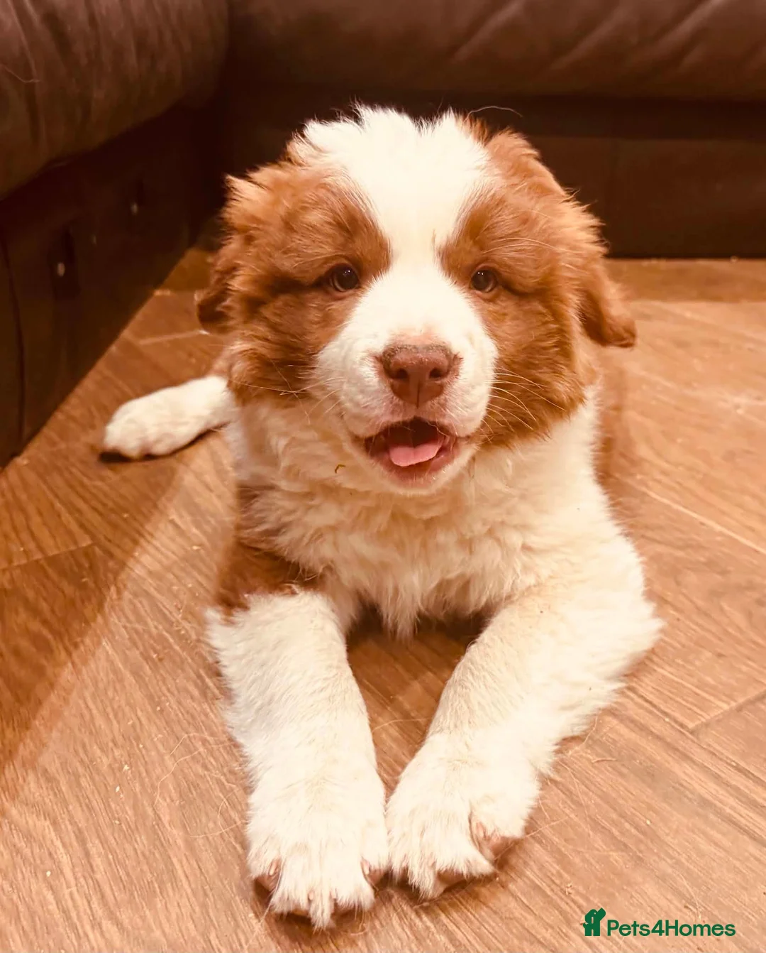 Border Collie dogs for sale: Beautiful Brown & White Female - KC Border Collie - Advert 1