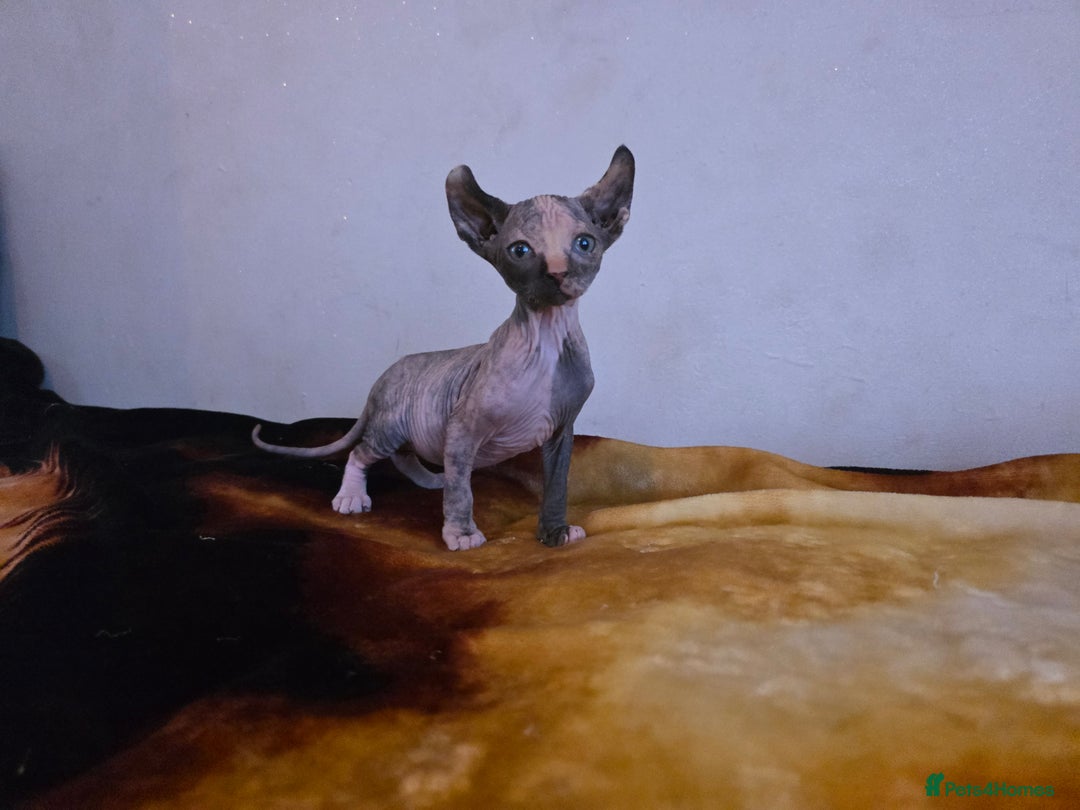 Mixed Breed cats for sale: Beautiful Female Kitten – Sphynx x Devon Rex Cross - Advert 4