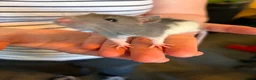 Rat rodents for sale: Rat babies in Bracknell - Advert 6