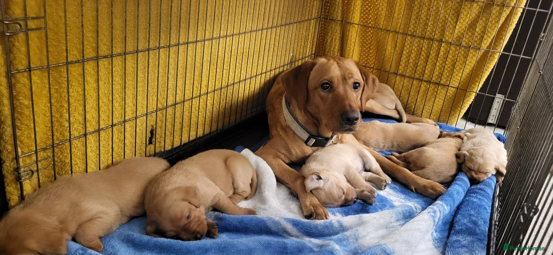 Labrador Retriever dogs for sale: Labrador fox red and golden puppy - Advert 6